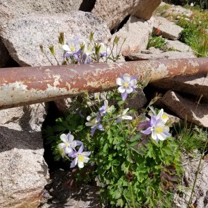 A CampfireCycling.com Customer