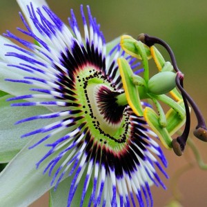 A The Wicked Griffin Customer