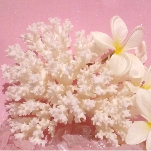 A Better Shea Butter Customer