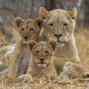 A Better Shea Butter Customer