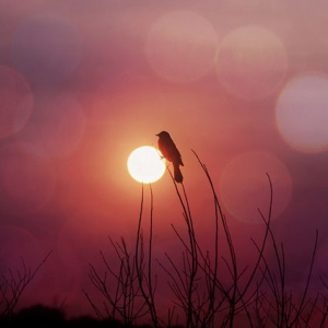 A Carmién Tea Customer
