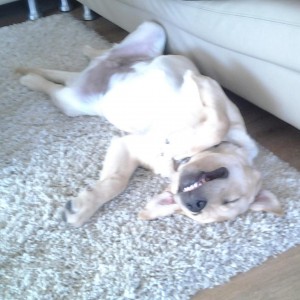 A Simply Cushions Customer