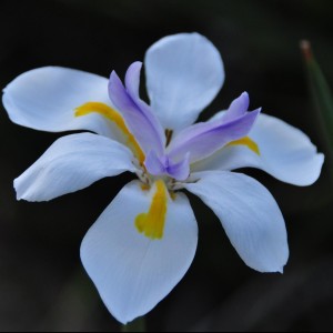 A Screenprotectorstore.nl Customer