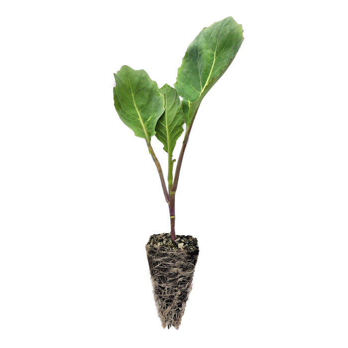 How Long Can Indoor Plants Survive Without Water?  Quality Plants &  Seedlings