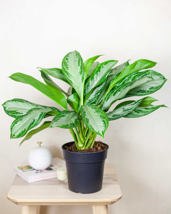 Calathea Orbifolia  Pielgnacja, Podlewanie i Wskazwki | Plants for  Humans  Plants For Humans