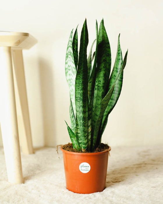 dracaena fragrans plant Compacta Dracaena