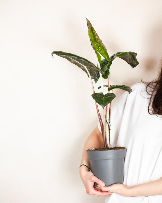 Calathea Orbifolia  Pielgnacja, Podlewanie i Wskazwki | Plants for  Humans  Plants For Humans