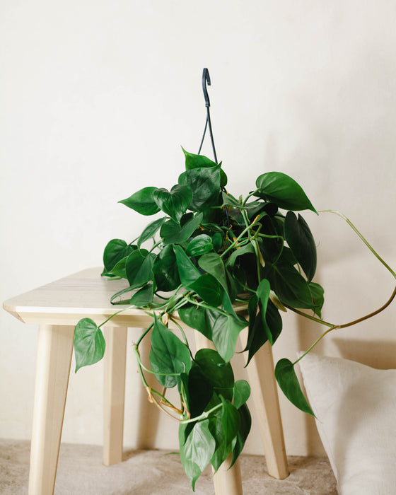 bonsai baum für garten kaufen Olivenbaum ,60 Jahre, knorriger Gartenbonsai – toskanagartenshop