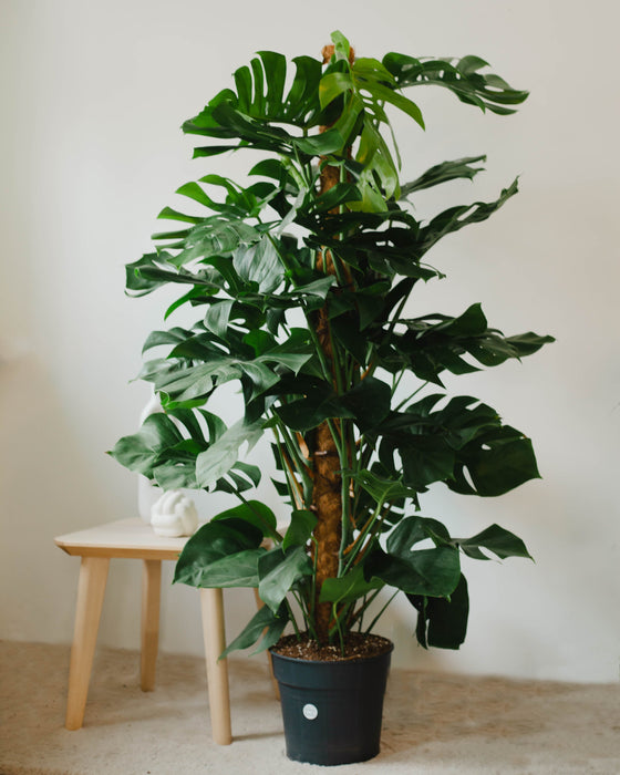 Dracaena marginata 'Bicolor' (Dracena obrzeona)  pielgnacja  Plants For  Humans