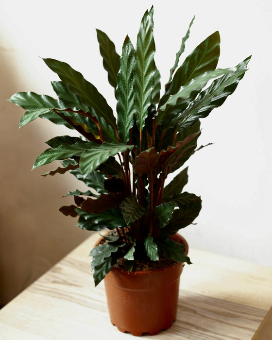 Strelicja nicolai  Jak o ni dba?  Plants For Humans