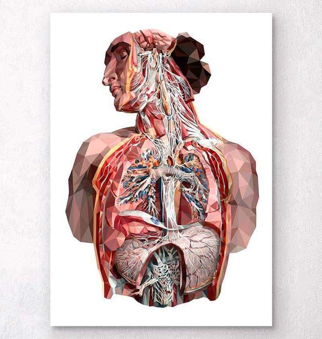 Geometrical human anatomy art – Codex Anatomicus