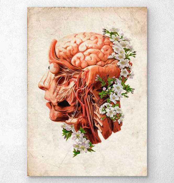 Head, Brain and Arteries anatomy art print – Codex Anatomicus