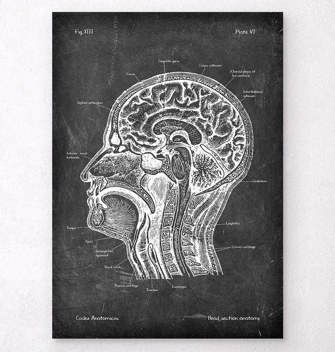 Head section anatomy art print - Human Anatomy - Codex Anatomicus
