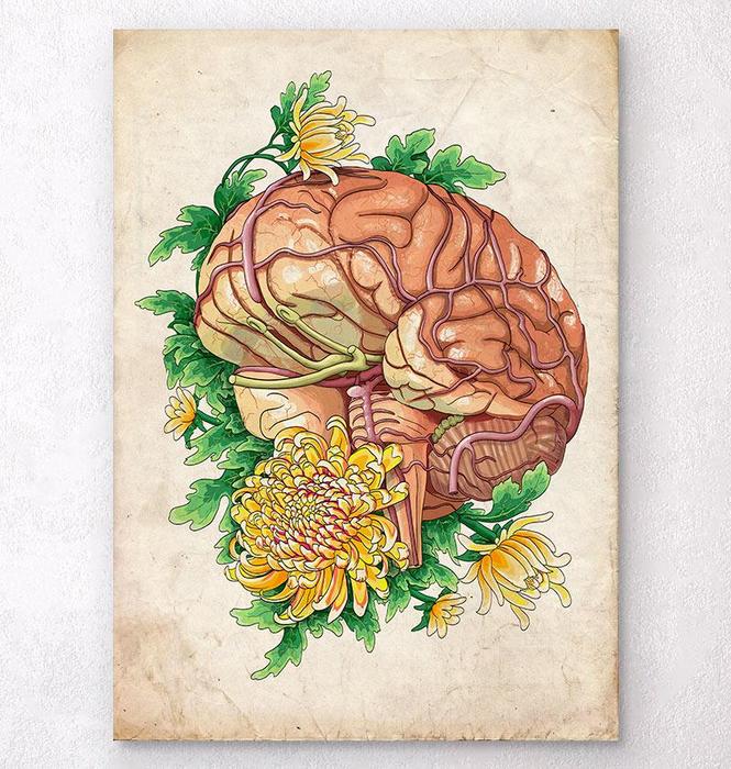 Brain anatomy art poster by Codex Anatomicus