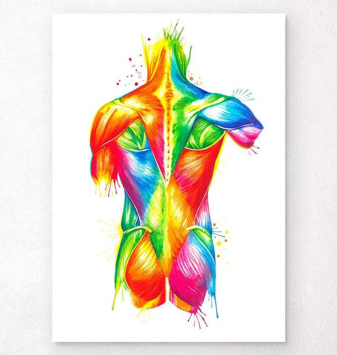 Back muscles anatomy - Watercolor poster - Codex Anatomicus