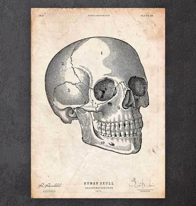 Human skull print V - Codex Anatomicus