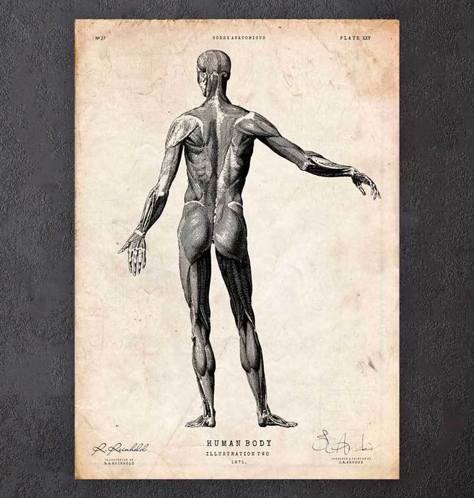 Human anatomy chart - Codex Anatomicus