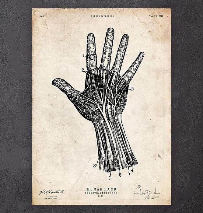 Hand anatomy chart - Codex Anatomicus