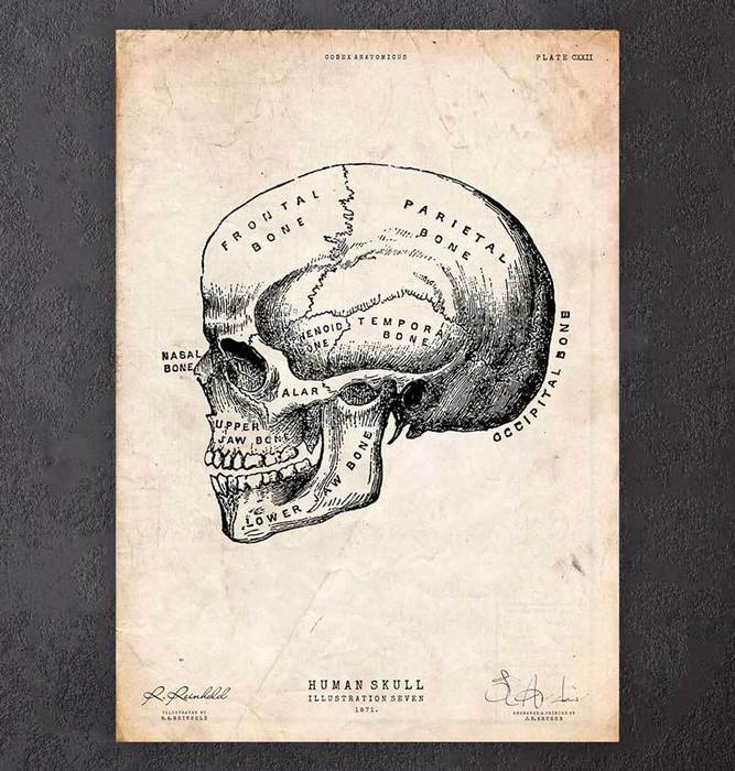 Human skull print IX - Codex Anatomicus