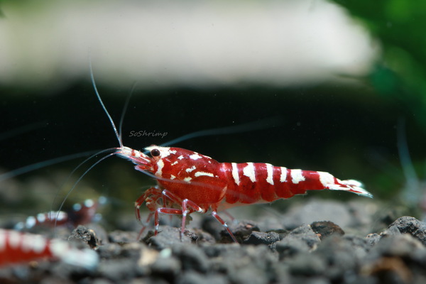 SoShrimp | Quality Aquarium Shrimp