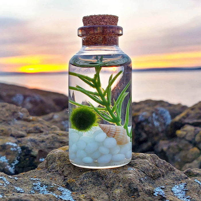 We're Going to Japan: In Search of the Legendary Marimo Moss Ball!