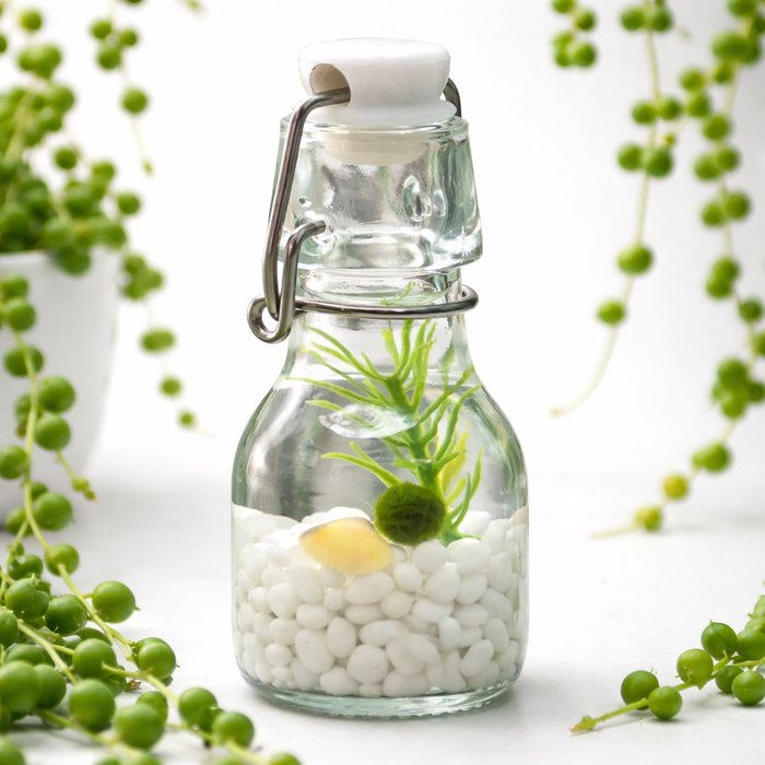 Marimo Moss Ball Gifts | Unique Nature Gifts Under $40