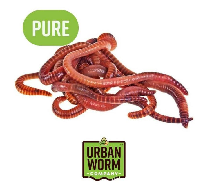 Pure Red Wiggler Composting Worms - Urban Worm Company Pure Red Wiggler Composting Worms - Urban Worm Company