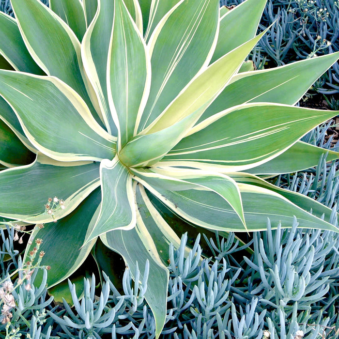 Variegated Fox Tail Agave (Agave attenuata 'Ray of Light
