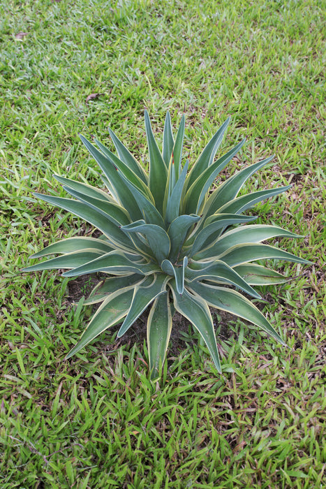 agave kosmetik Agave & Lavender Moisturizing Hair Bath – Crown & Tress Beauty Palace main image 0