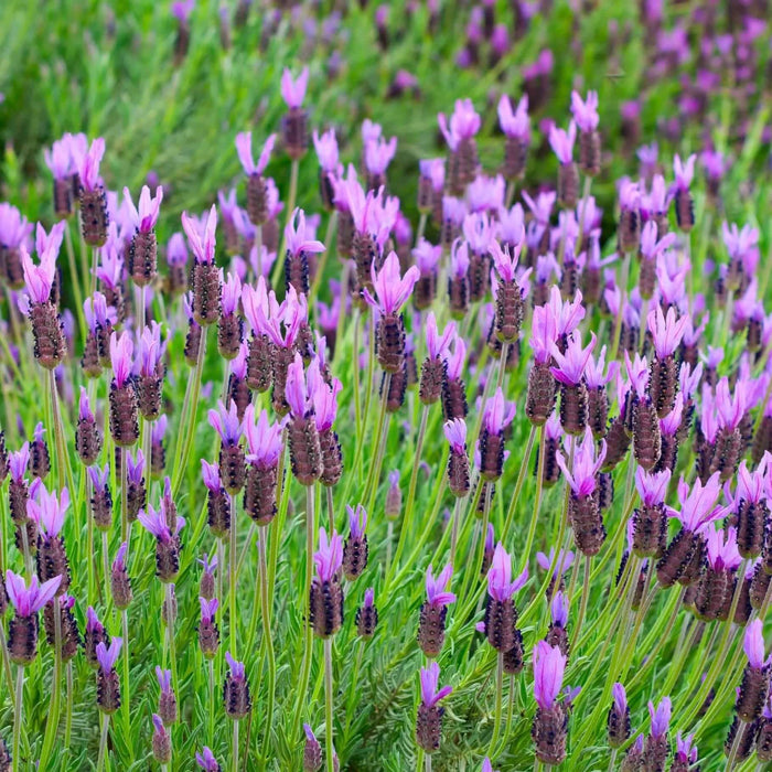 スツール lavender Lavandula stoechas 'Otto Quast' (Spanish Lavender) – Plants Express
