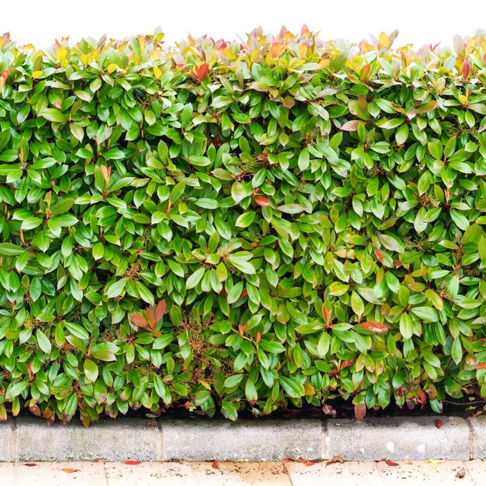 Fraser's Photinia Bush | Plants Express