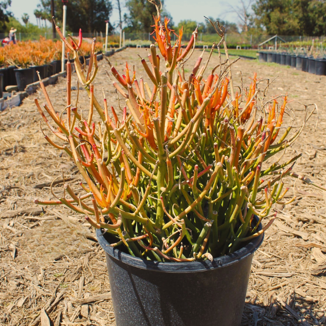 Firestick Plant (Euphorbia tirucalli 'Sticks on Fire')  Plants Express