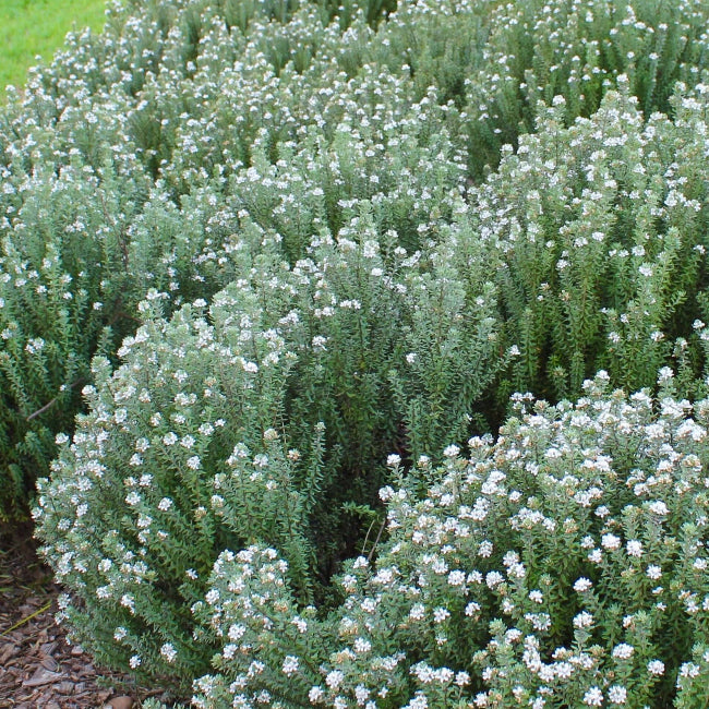 Westringia fruticosa Grey Box  Plants Express