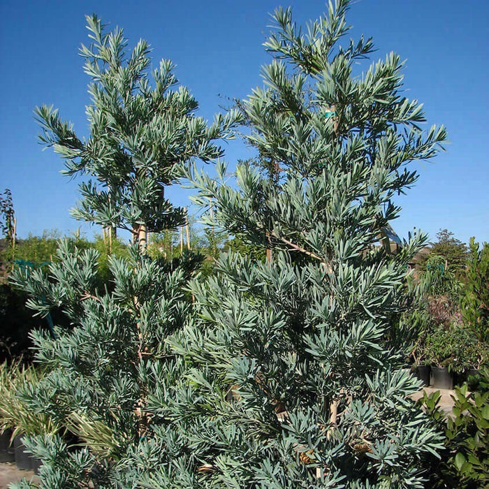Icee Blue Yellow-Wood (Podocarpus elongatus 'Icee Blue') – Plants