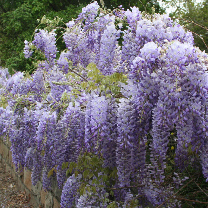 Chinese Wisteria | Plants Express