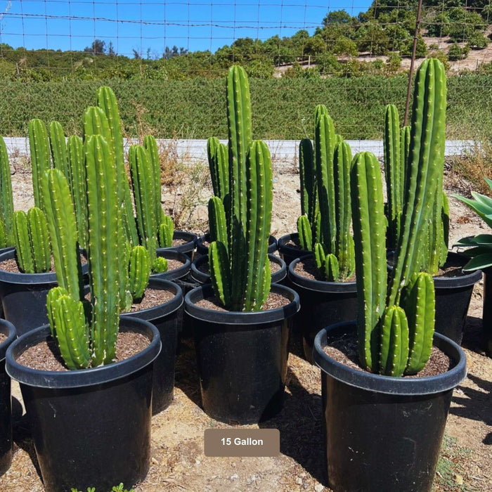 サンヨー Cacti San Pedro Cactus | Plants Express