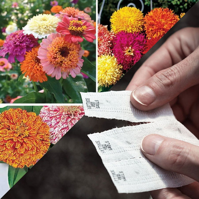 Sow Effortless Collection Zinnia Seed Tape Collection for cut flower rows and patterned beds