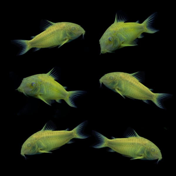 GloFish® Corydoras Single Color Set - GloFish®