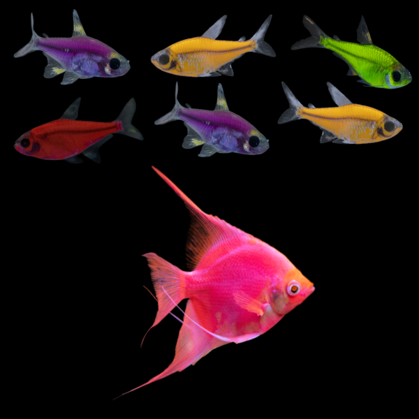 GloFish® Pristella Tetra and Angelfish Set - GloFish®